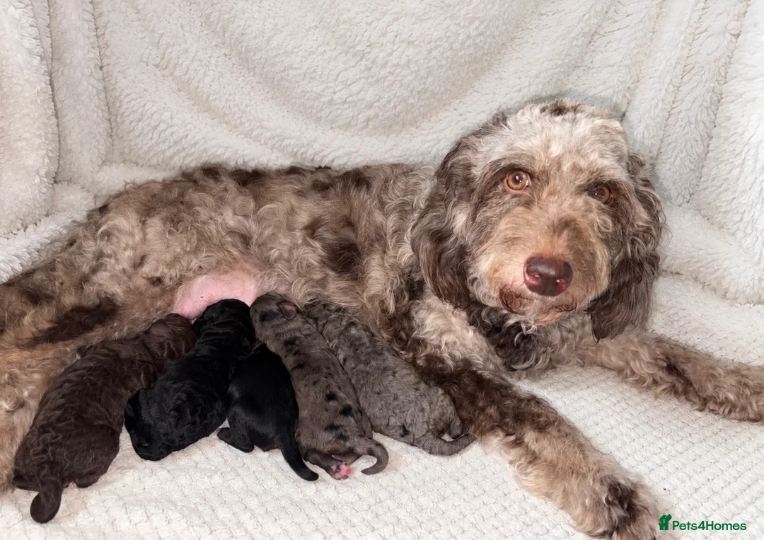 Cockapoo dogs for sale: BEAUTIFUL COCKAPOO PUPPIES  - Advert 1