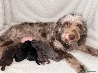 Cockapoo dogs BEAUTIFUL COCKAPOO PUPPIES - Advert 1