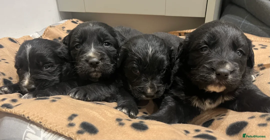 Golden Retriever dogs for sale: Beautiful Bernese Mountain Dog x Golden Retrievers - Advert 16