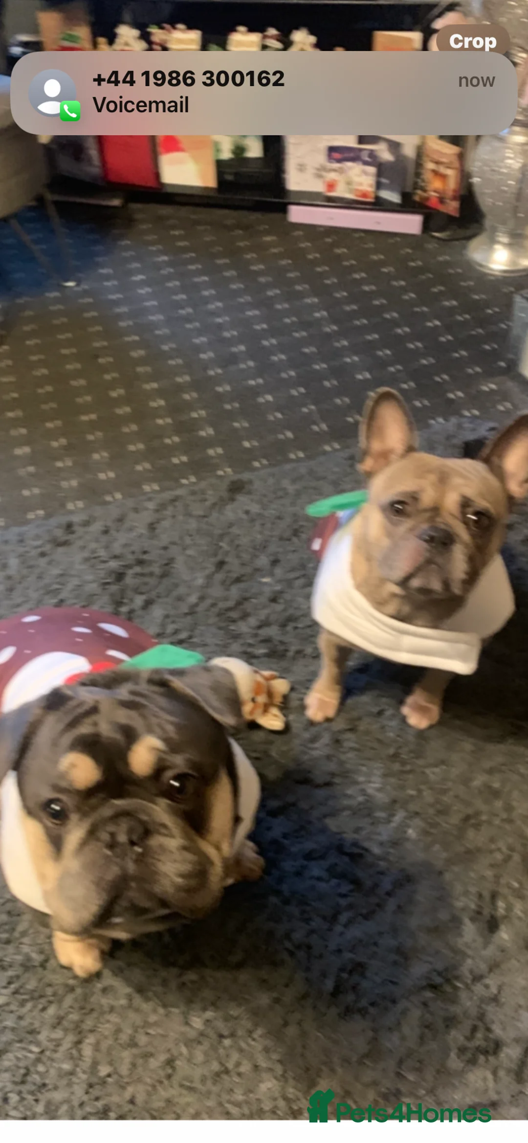 Mixed Breed dogs for sale: French bulldog/English bulldog - Advert 21