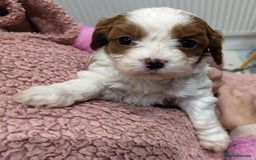 Cavapoo dogs for sale: Amazing quality cavapo litter  - Advert 18