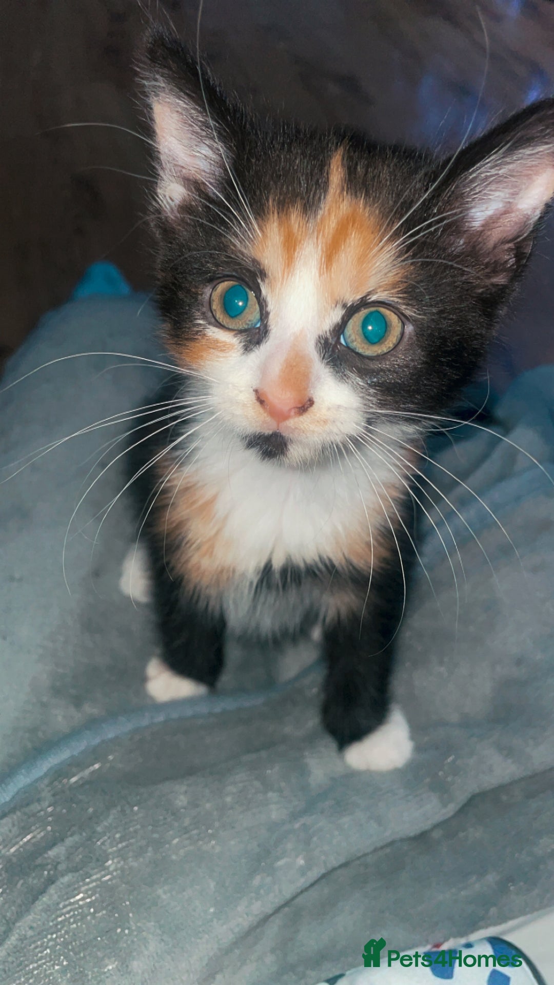 Mixed Breed cats for sale: Female Kitten 🖤 - Advert 2