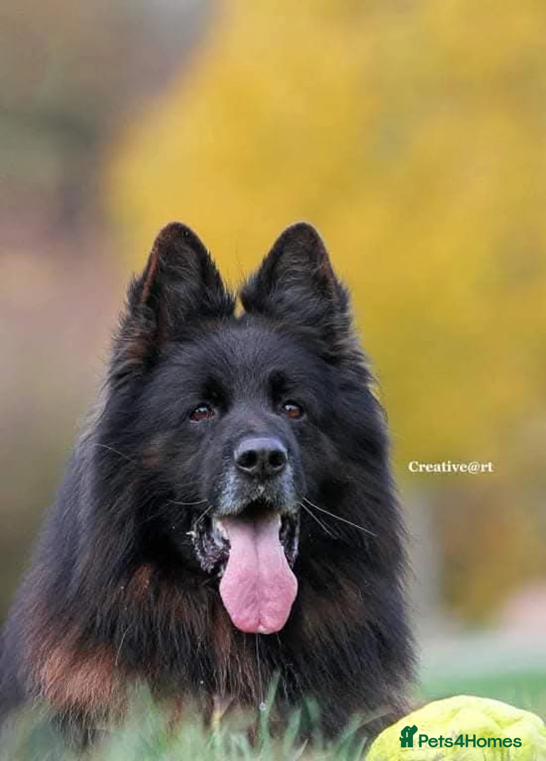 German Shepherd dogs for sale: ( Kc ) Handsome Boy with a Unique pedigree  - Advert 9