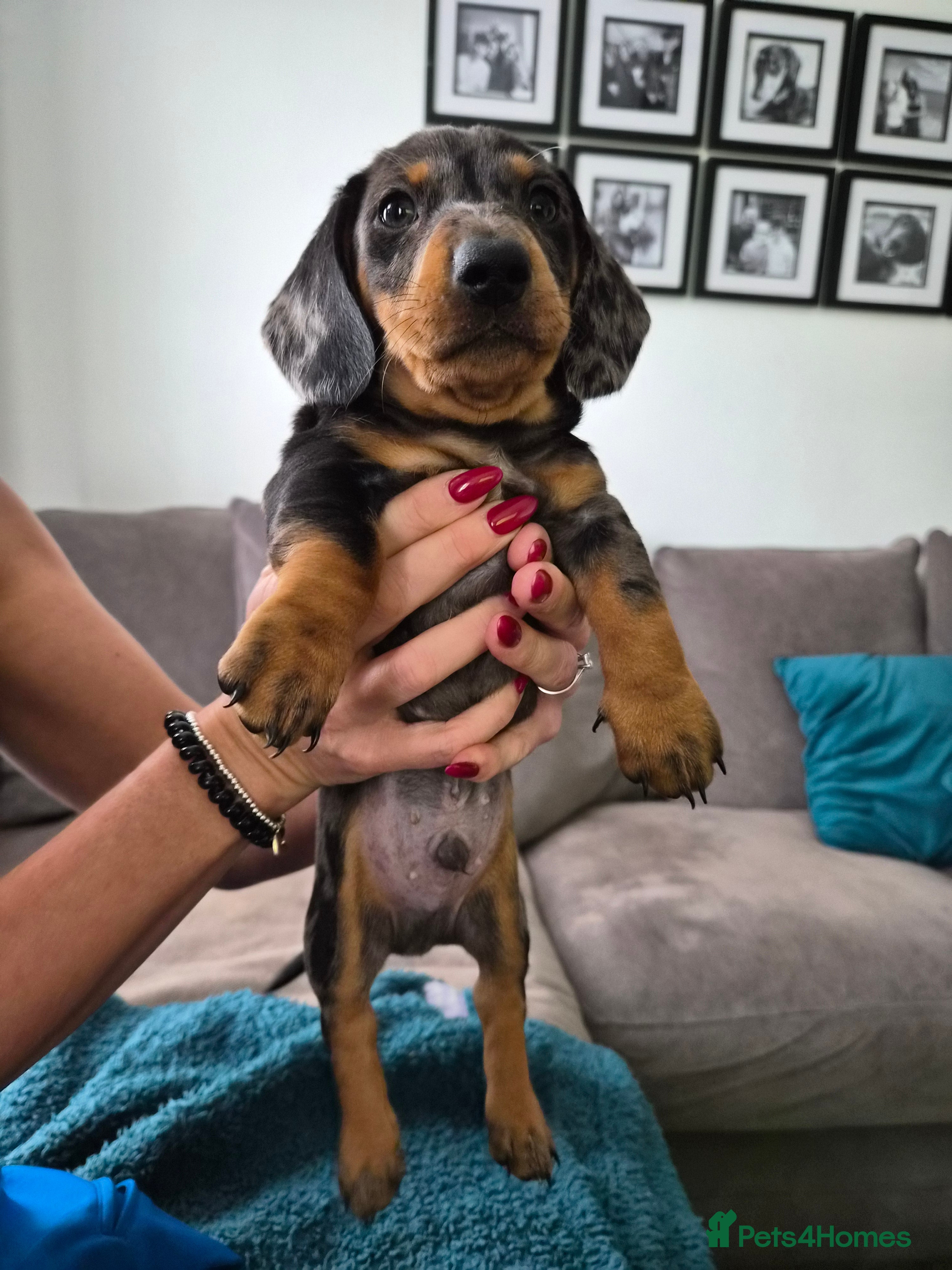 Dachshund dogs 1 Adorable dachshund puppy male for sale. - Advert 18