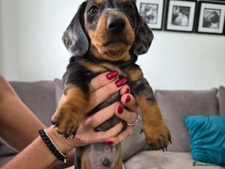 Dachshund dogs 1 Adorable dachshund puppy male for sale. - Advert 16