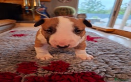 English Bull Terrier dogs for sale: 4 English bull terrier pups 2 male 2 female  - Image 3