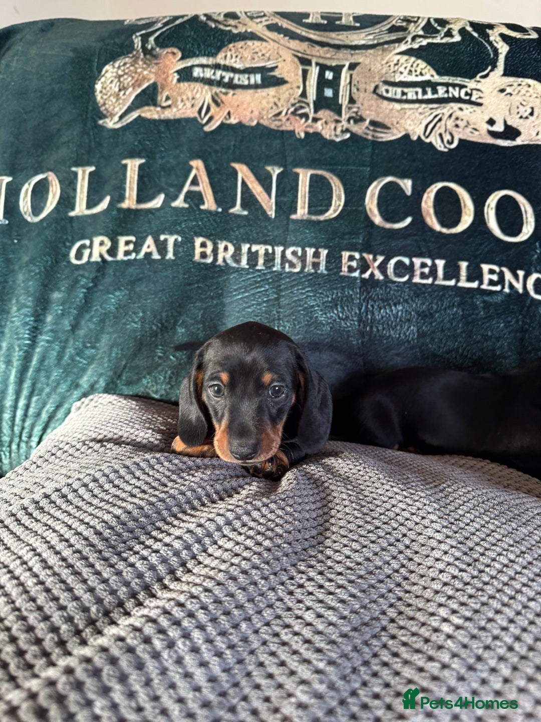 Miniature Dachshund dogs for sale: 1 dog left! Ready now. KC reg - Advert 14