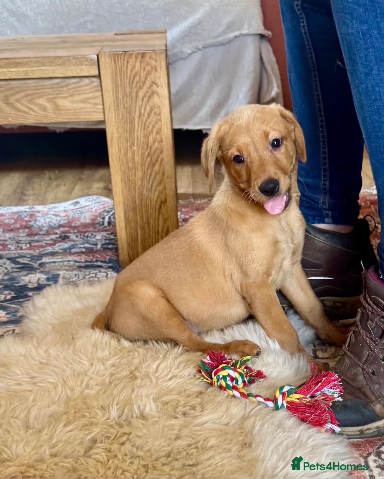 Labrador Retriever dogs Stunning fox red and yellow labradors - Advert 2