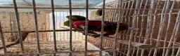 Mixed Breed birds for sale:  Birds for sale. Please read the description full  - Advert 2