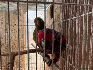 Mixed Breed birds Birds for sale. Please read the description full - Advert 2