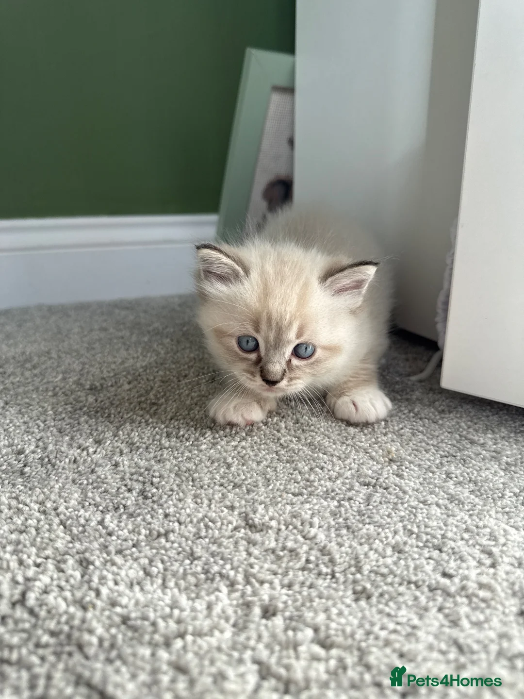 Ragdoll cats for sale:  Blue-Eyed Luxury Pedigree Kittens 🐾 in Grimsby - Advert 1