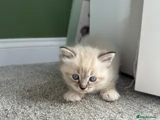 Ragdoll cats Blue-Eyed Luxury Pedigree Kittens 🐾 - Advert 1