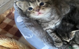 Bengal cats for sale: Bengal x Persian male kitten for sale! - Image 19