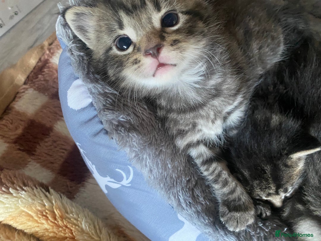 Bengal cats for sale: Bengal x Persian male kitten for sale! - Image 19
