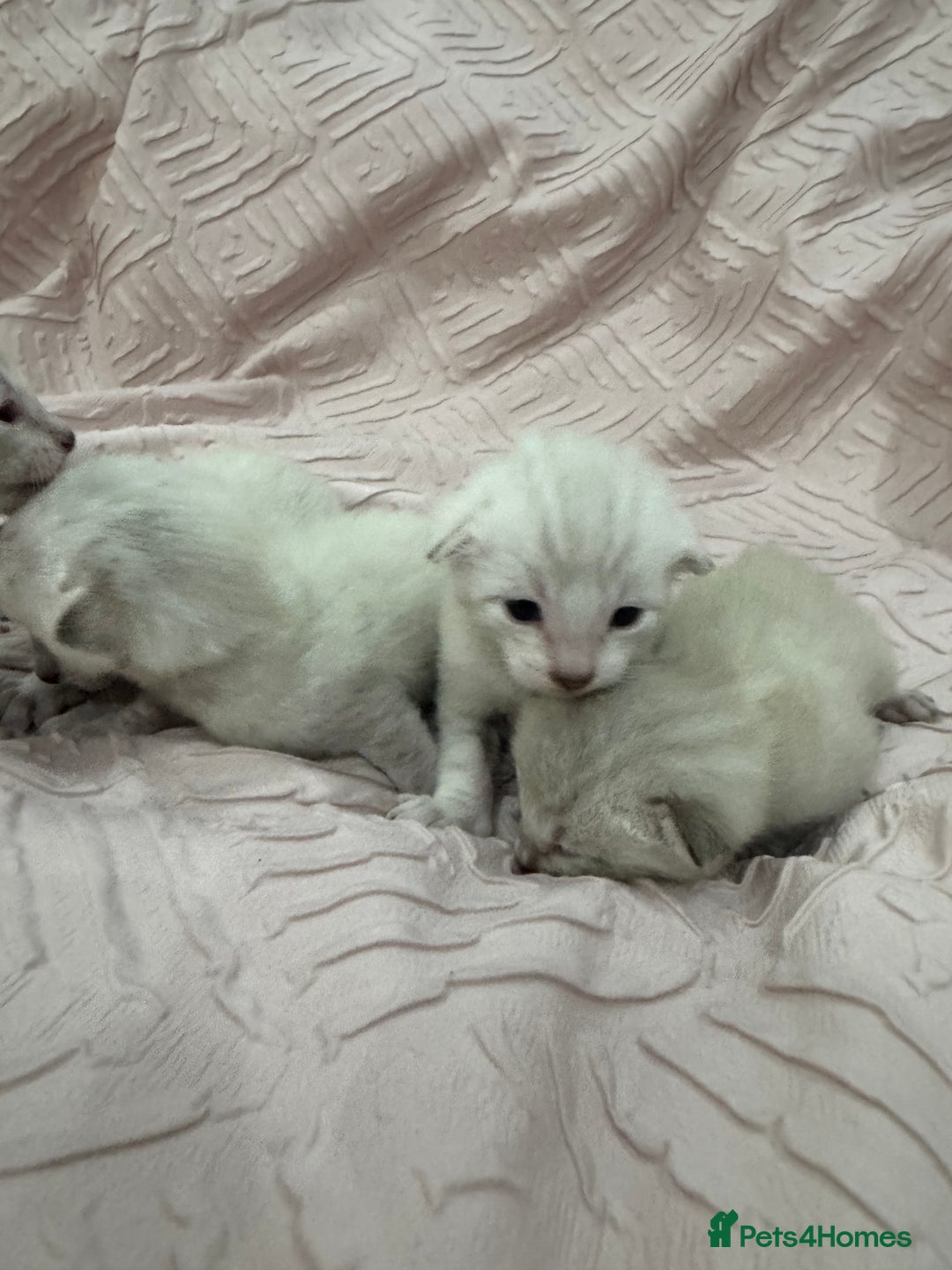 Bengal cats for sale: Adorable snow bengal kittens - Image 4