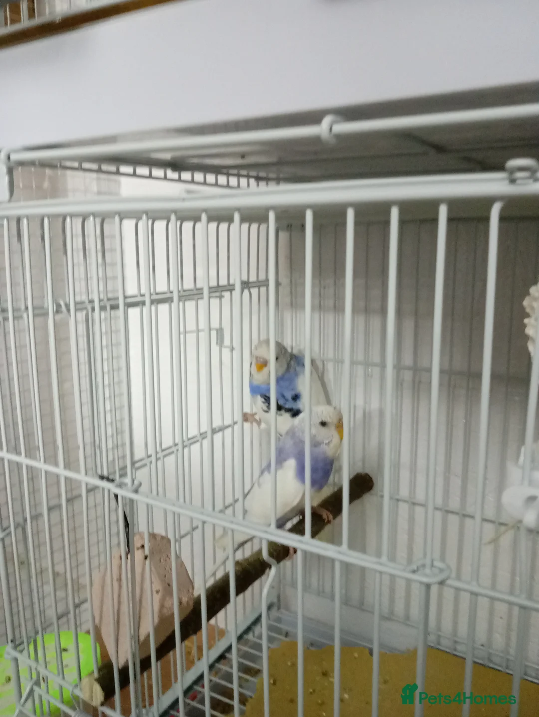 Budgerigars birds for sale: 3 blue n white budgies born last year - Advert 5