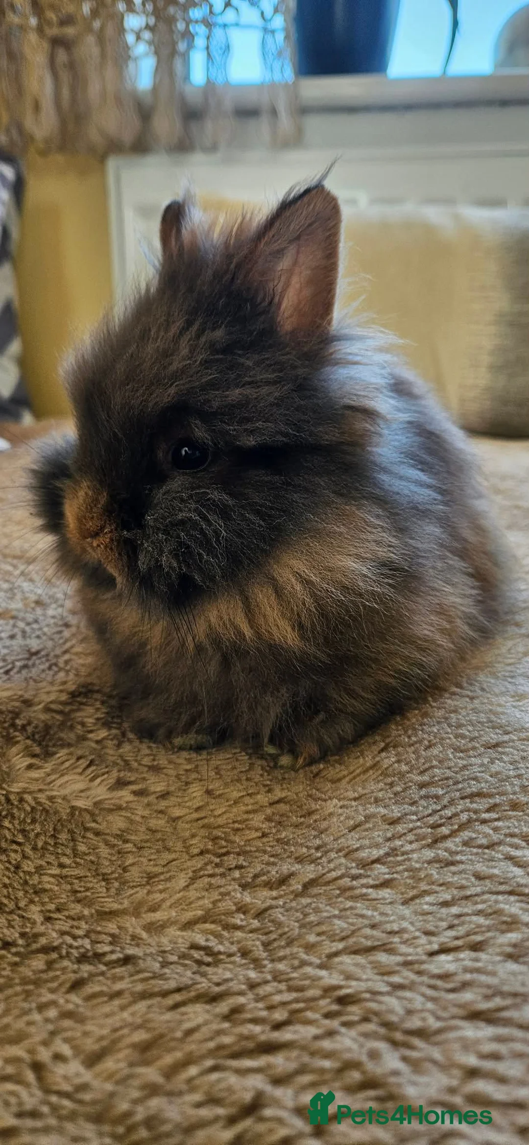 Lionhead rabbits for sale: Adorable Double-Maned Lionhead Rabbit 🐇  - Advert 2