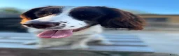English Springer Spaniel dogs for sale: Two fabulous springer spaniels girls - Advert 8