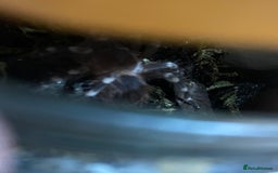 Spiders invertebrates for sale: 4 beautiful tarantulas  - Image 5