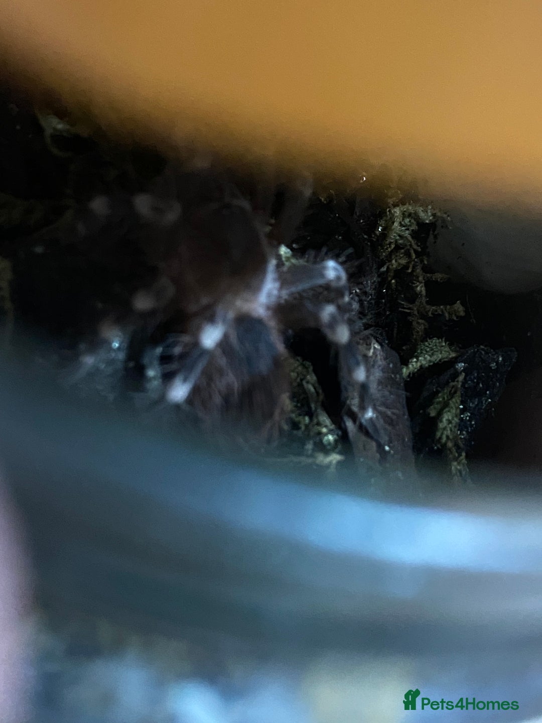 Spiders invertebrates for sale: 4 beautiful tarantulas  - Image 5