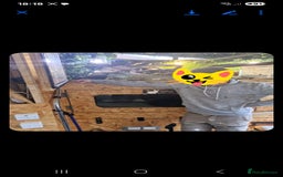 Iguana reptiles for sale: 10yr old male green iguana - Image 4