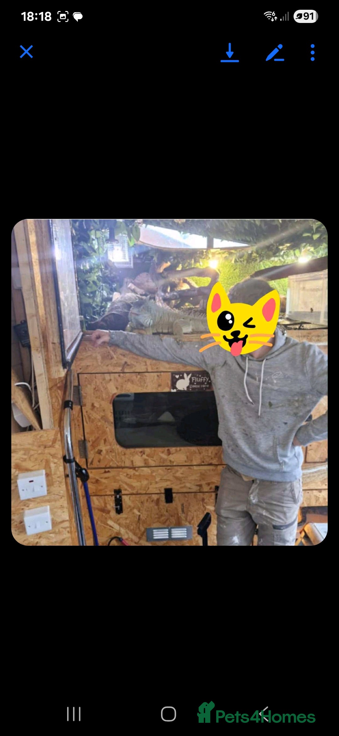 Iguana reptiles for sale: 10yr old male green iguana - Image 4