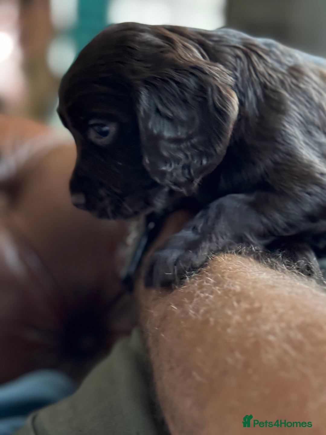 Cocker Spaniel dogs for sale: Kc, health tested WC cocker spaniel puppies  - Image 2
