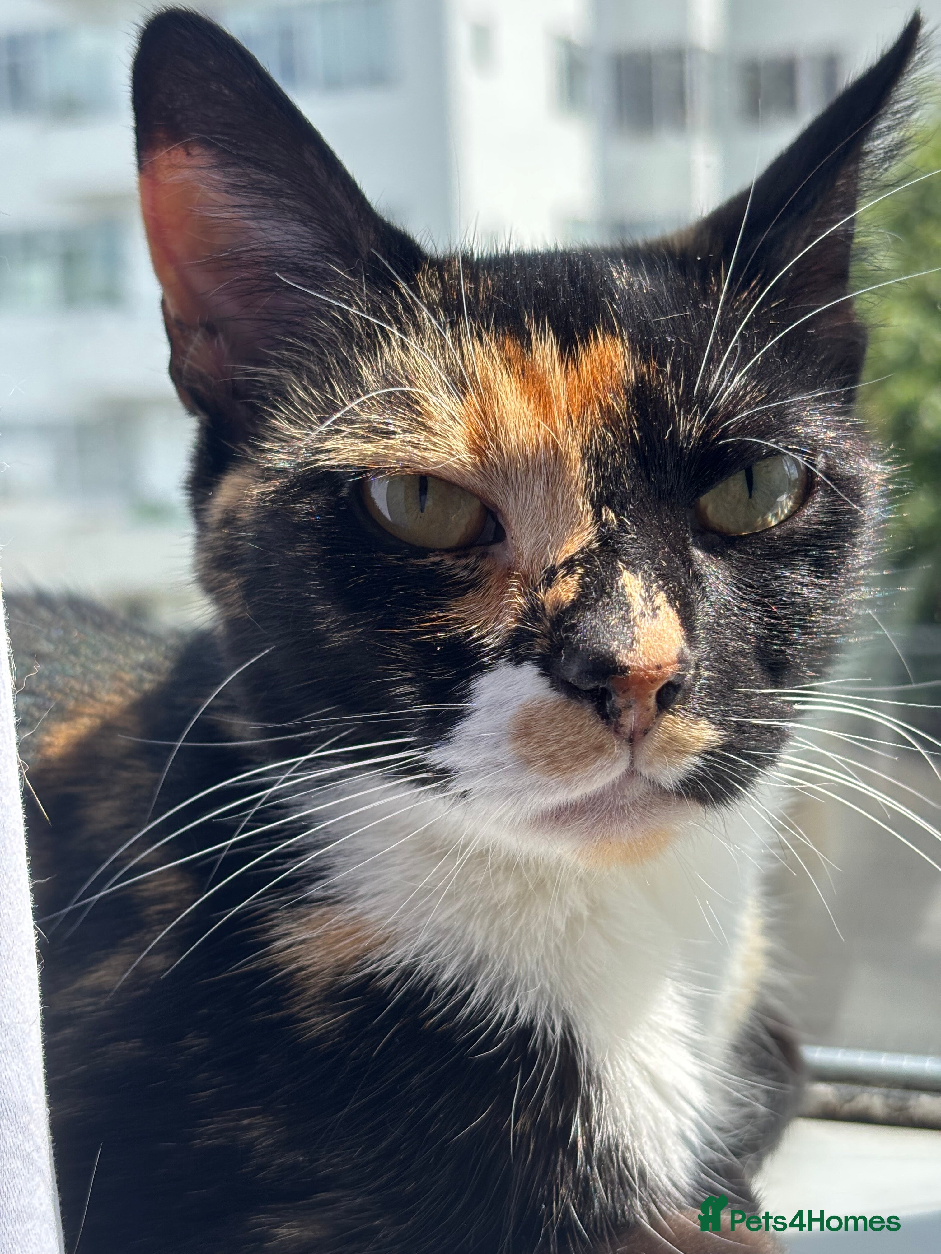 Domestic Shorthair cats Candy - Advert 2