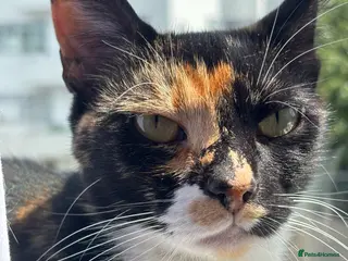 Domestic Shorthair cats Candy - Advert 2