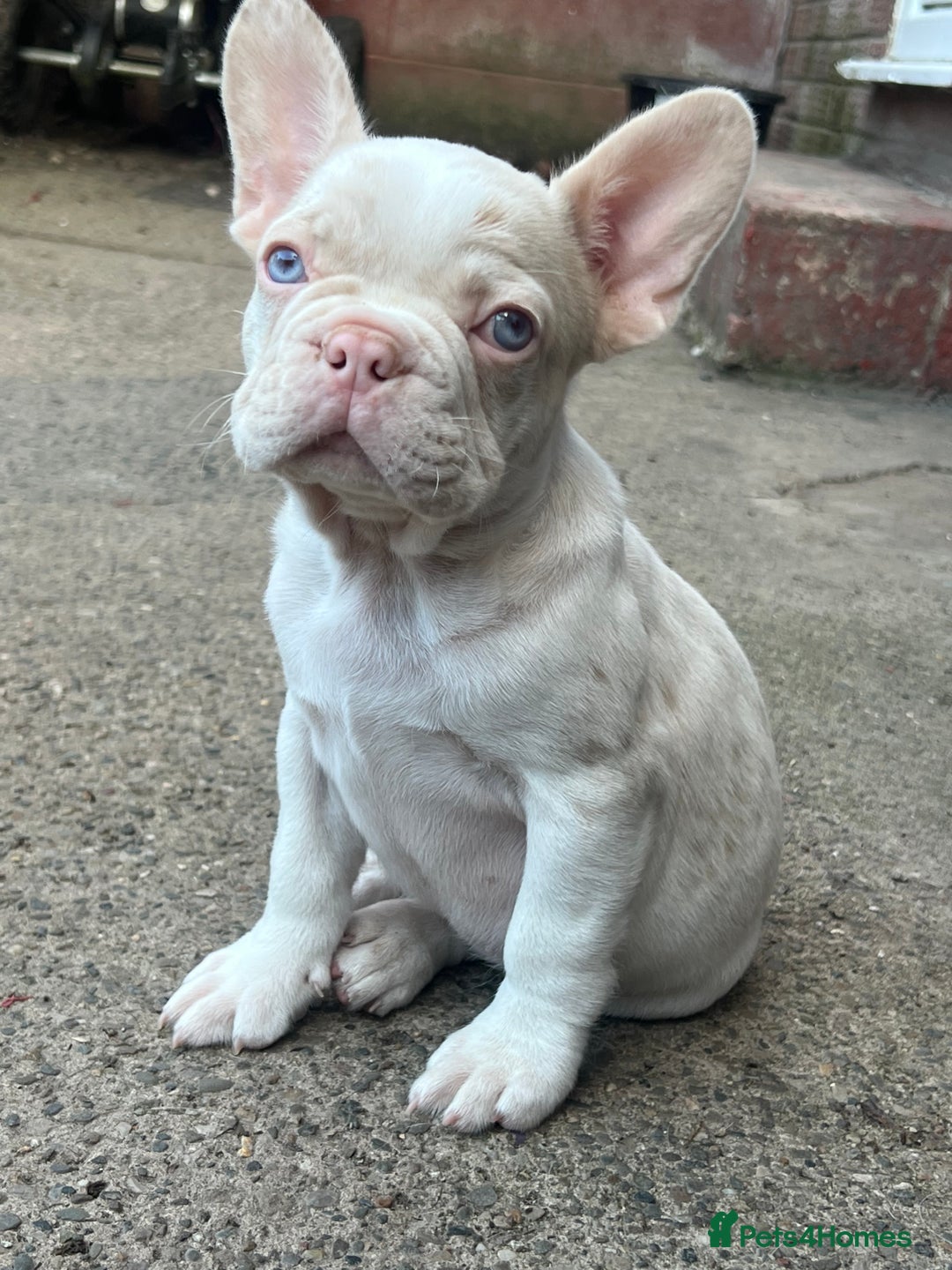 French Bulldog dogs for sale: Unique French bulldogs pups  - Image 5