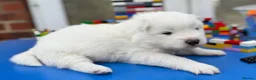 Samoyed dogs for sale: Bundle of joy 3 Puppy - Advert 24
