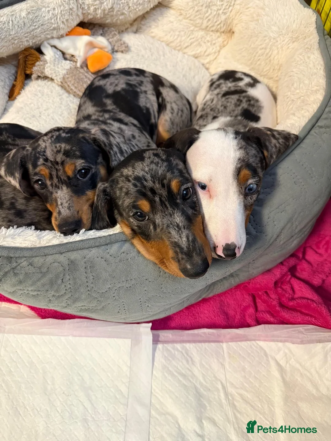 Dachshund dogs for sale: Miniature dachshund puppies ready for new homes in Liverpool - Advert 9