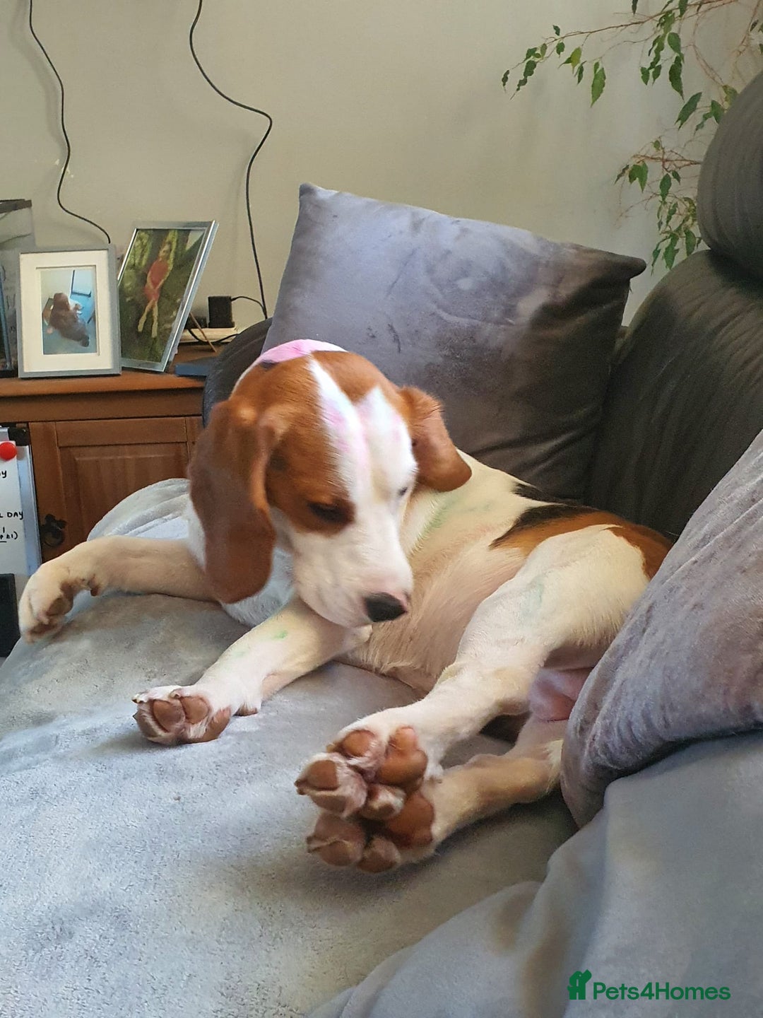 Beagle dogs for sale: Barnie - Advert 2