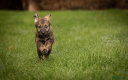 German Shepherd dogs for sale: Lovely German Shepherd Bitch Pup - Image 2