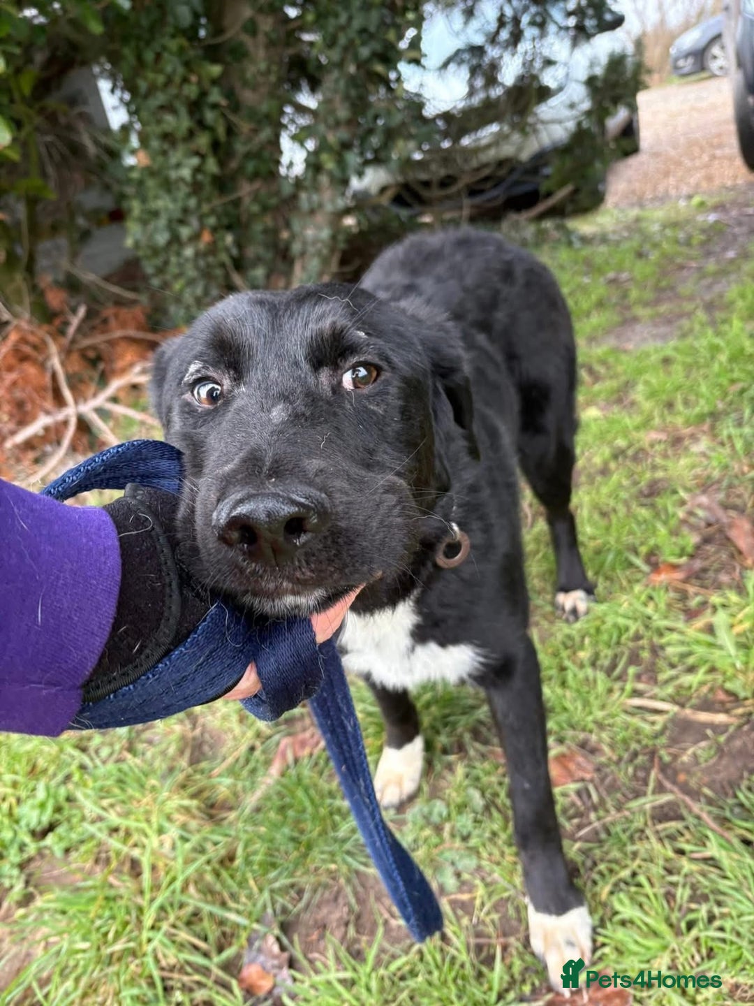 Mixed Breed dogs for adoption: Sisco - Norwich Norfolk  - Advert 9