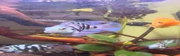 Other/Mixed Breed fish for sale: Blue parrotfish in London - Advert 2