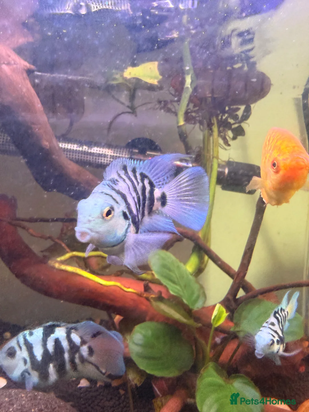 Other/Mixed Breed fish for sale: Blue parrotfish in London - Advert 2