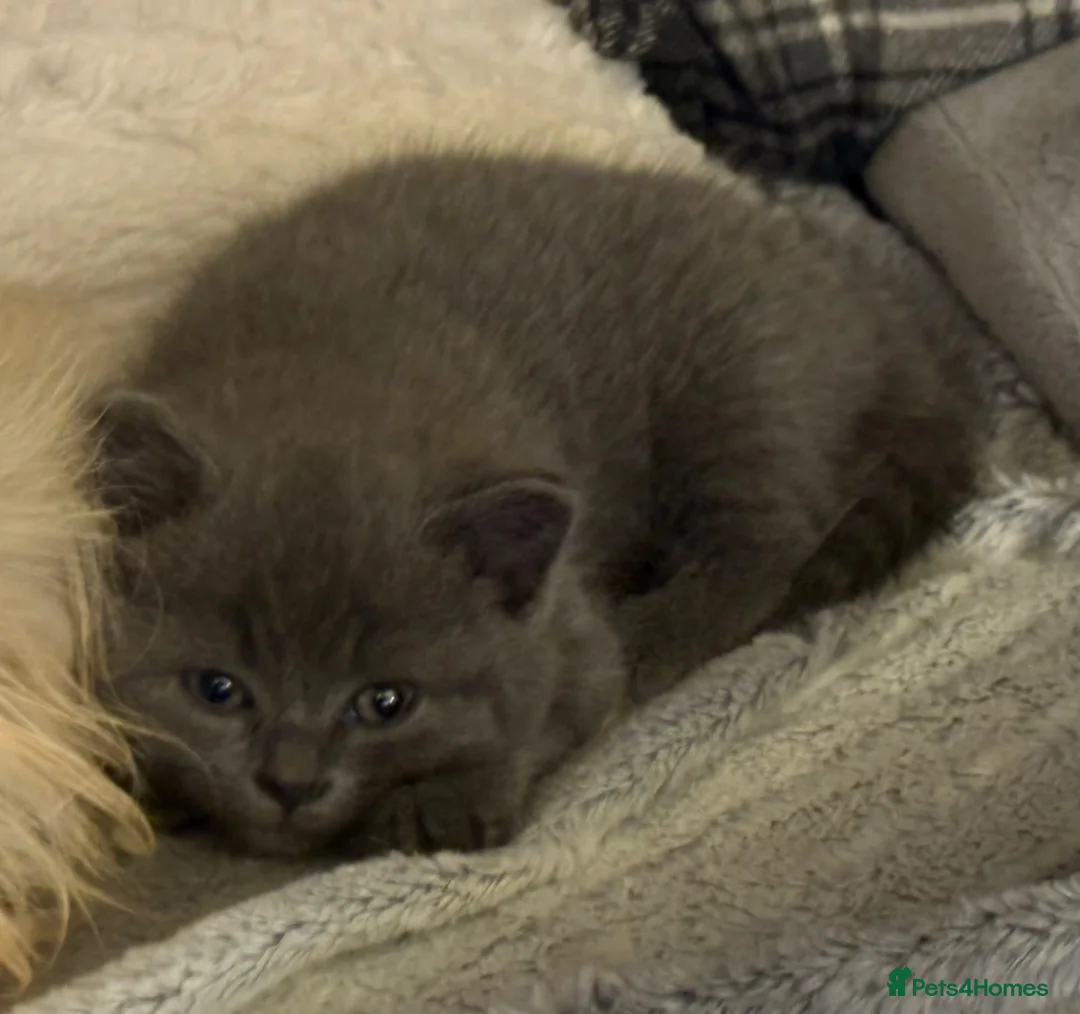 British Shorthair cats for sale: 4 beautiful British shorthairs  - Advert 10