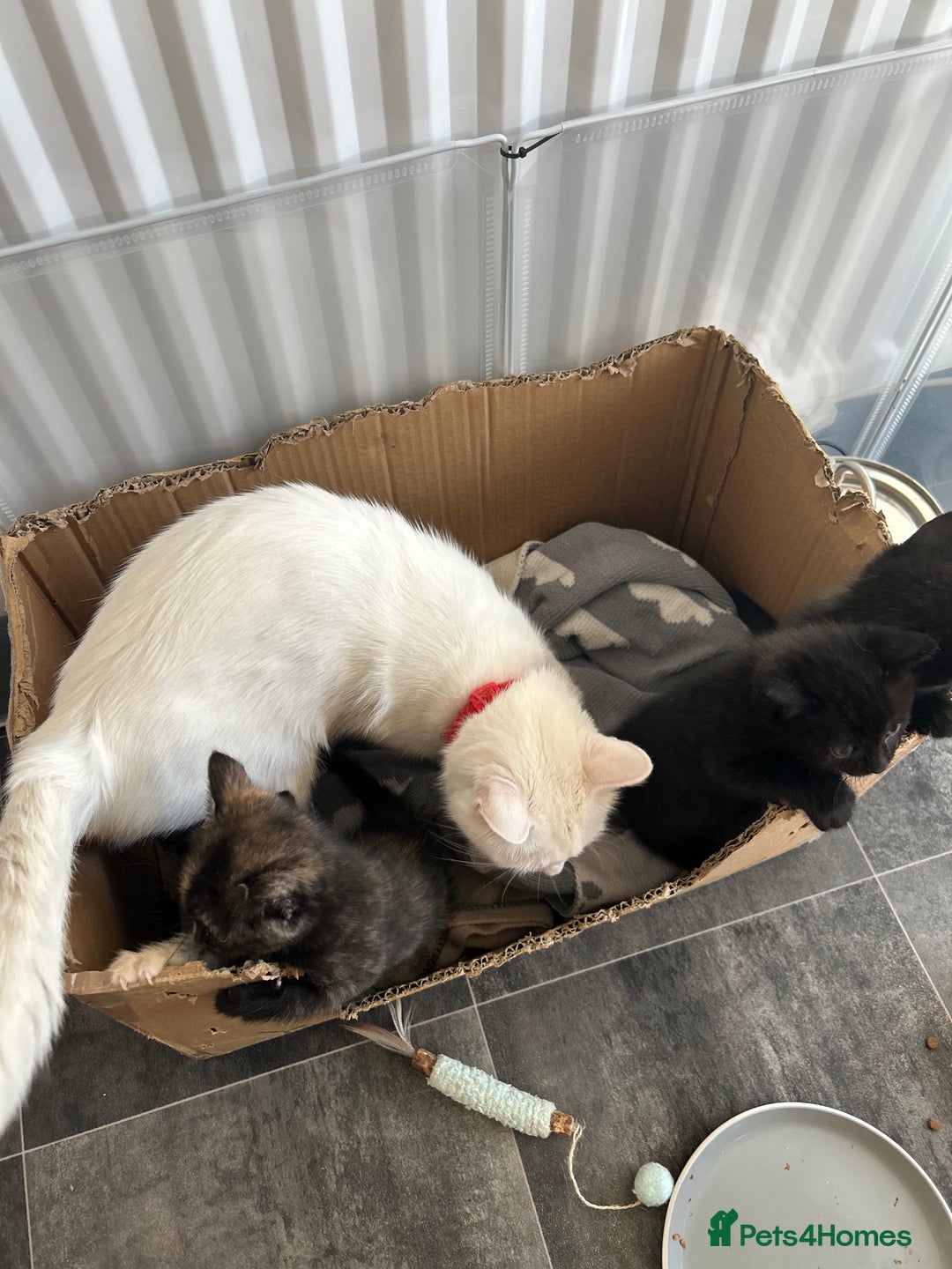 Mixed Breed cats for sale: 4 beautiful kittens available  - Advert 12