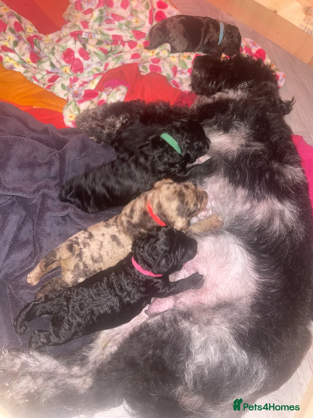 Australian Labradoodle dogs for sale: stunning miniature Labrado doodles - Advert 18