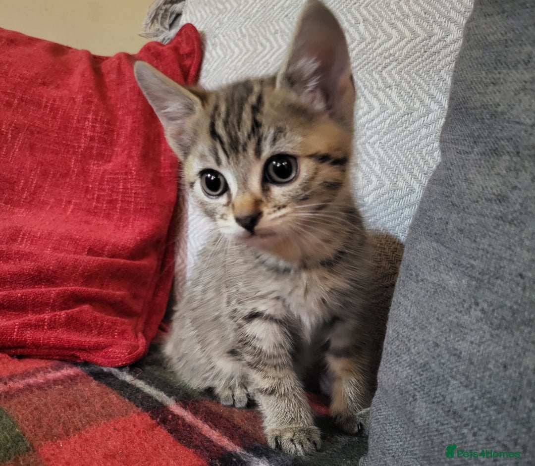 Domestic Shorthair cats for sale: 4 playful kittens ready for new homes  - Image 3