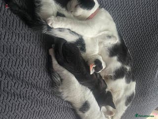 Mixed Breed cats 3 beautiful girls - Advert 8