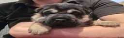Mixed Breed dogs for sale: Shepard Peis - Advert 9