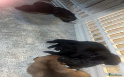 German Shepherd dogs for sale: German shepard pups - Image 4