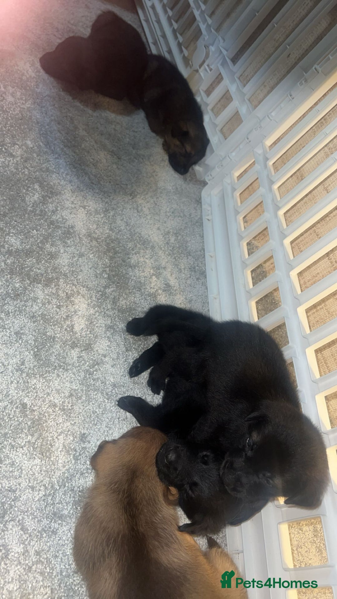 German Shepherd dogs for sale: German shepard pups - Image 4