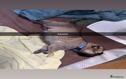 German Shepherd dogs for sale: 10 Germans Shepherd Puppys - Image 10