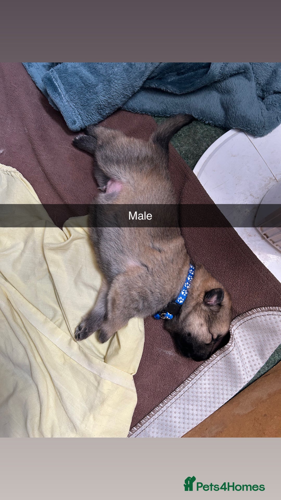 German Shepherd dogs for sale: 10 Germans Shepherd Puppys - Image 10