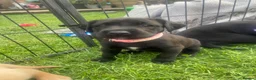 Labradoodle dogs for sale: Labrador x poodle Puppy looking for home!  - Advert 26
