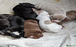 Mixed Breed dogs for sale: Frenchie cross - Image 1