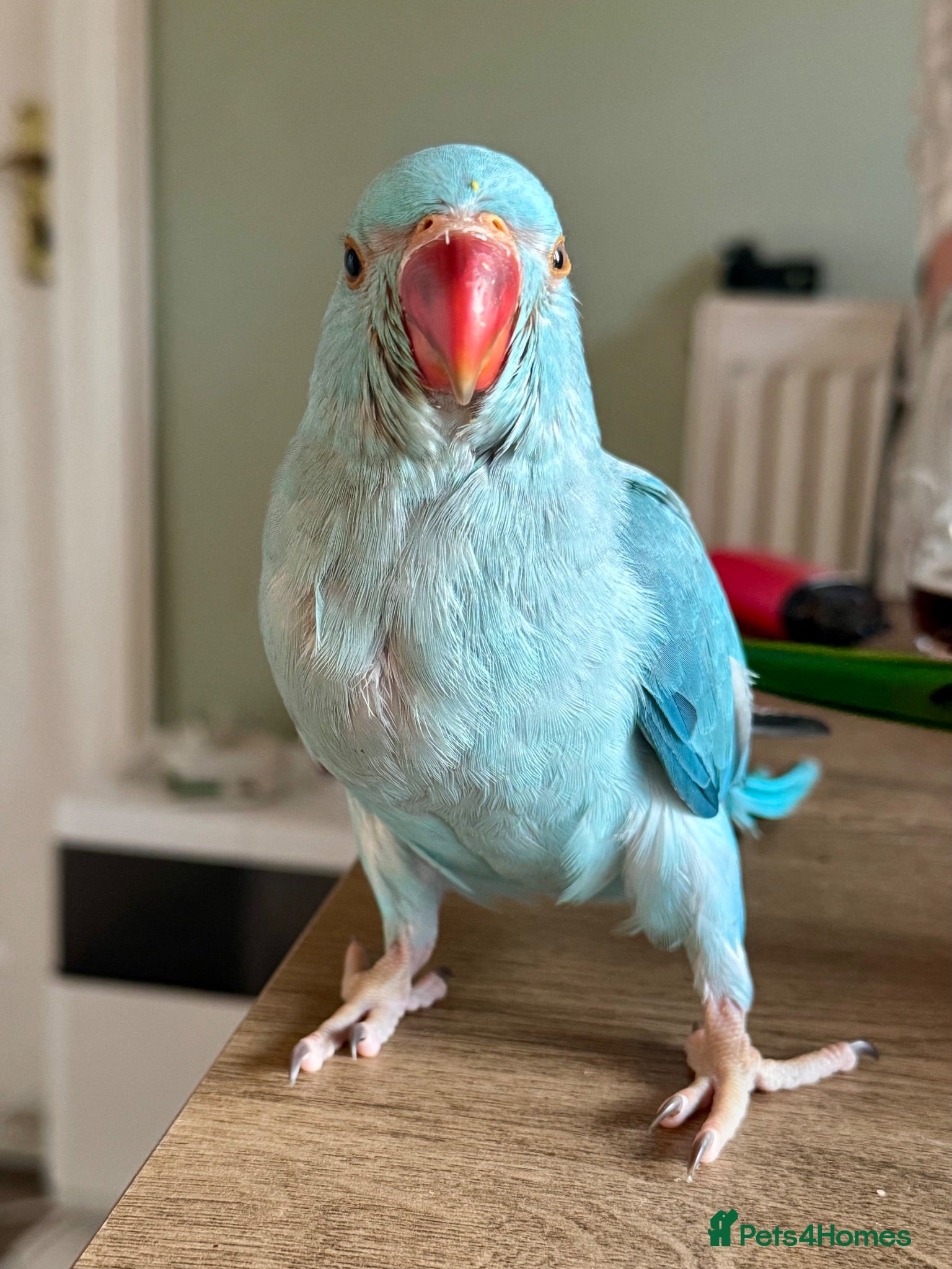 Ringnecks birds Baby Indian Ringneck Looking for a Forever Home  - Advert 1